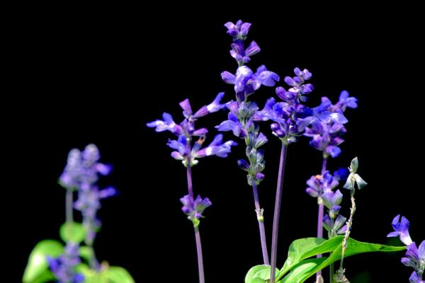 蓝花鼠尾草怎么养比较好，播种后三个月就可开花