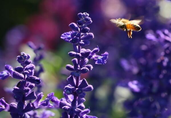 蓝花鼠尾草怎么养比较好，播种后三个月就可开花