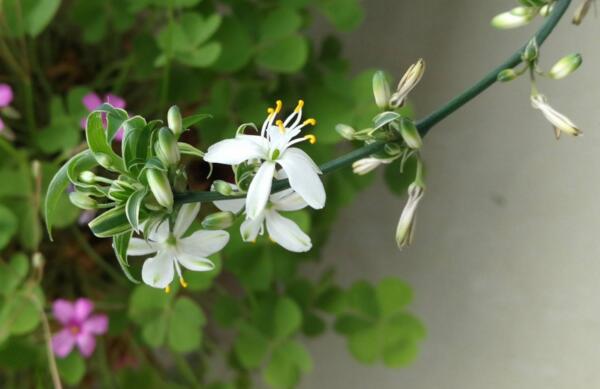 怎么养才能让吊兰开花，5月花期前要精心养护