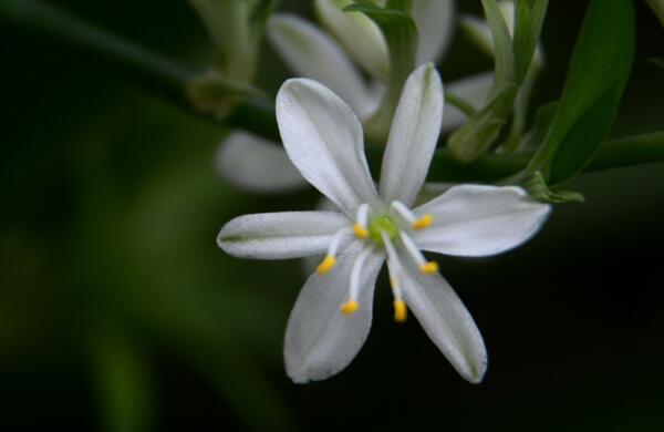 怎么养才能让吊兰开花，5月花期前要精心养护