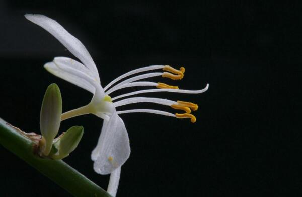 怎么养才能让吊兰开花，5月花期前要精心养护