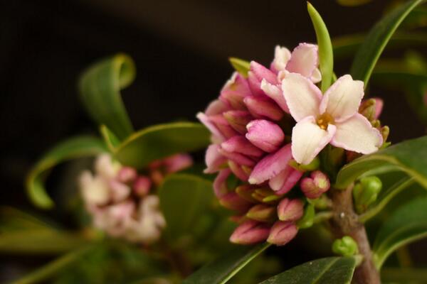 瑞香花要怎么养，花期的养护十分重要