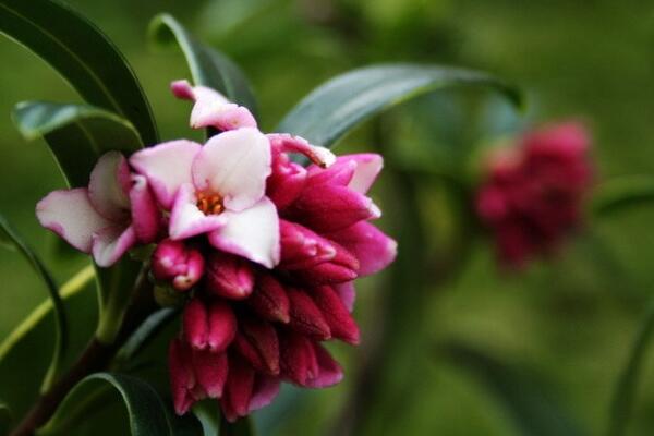 瑞香花要怎么养，花期的养护十分重要