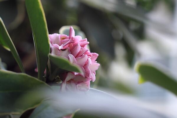 瑞香花要怎么养，花期的养护十分重要