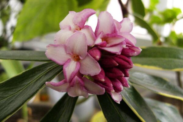 瑞香花要怎么养，花期的养护十分重要