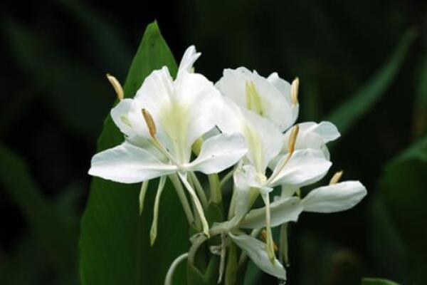 姜花适合在家庭养植吗，姜花什么时候开花