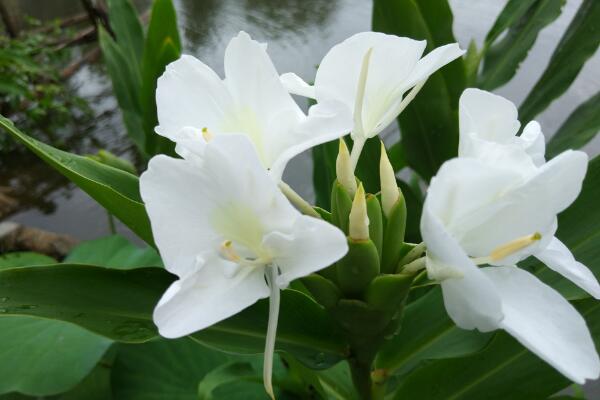 姜花适合在家庭养植吗，姜花什么时候开花