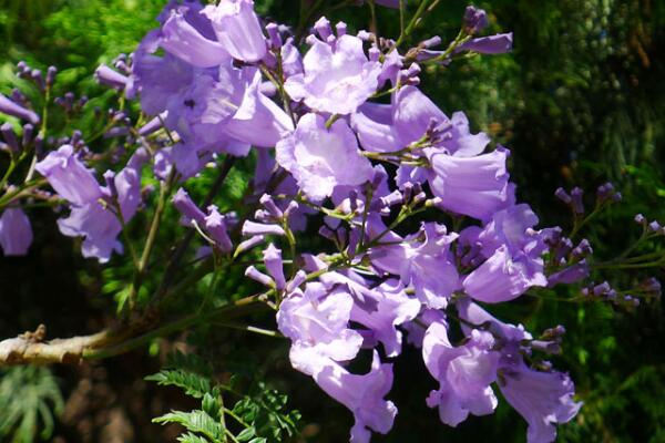 蓝花楹什么时候开花，蓝花楹怎么修剪最好看