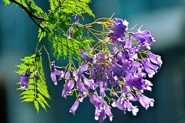 蓝花楹什么时候开花，蓝花楹怎么修剪最好看