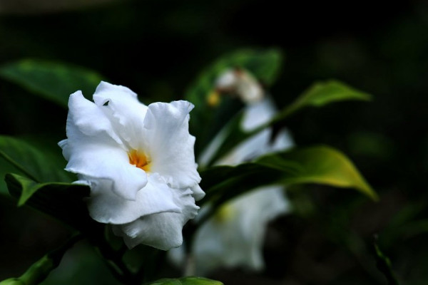 狗牙花养殖方法是什么，零度以下植株就会被冻死