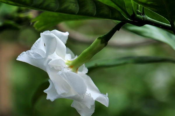 狗牙花养殖方法是什么，零度以下植株就会被冻死