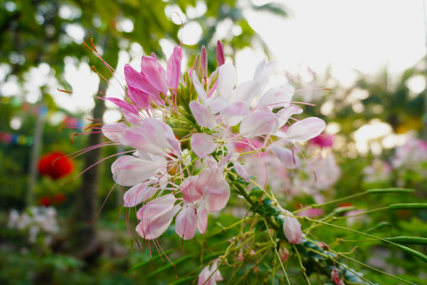 醉蝶花的养殖方法，盛夏时节每天都要浇水