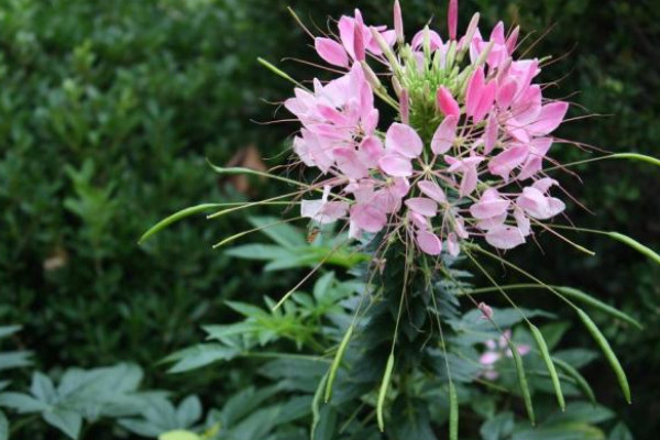 醉蝶花的养殖方法，盛夏时节每天都要浇水