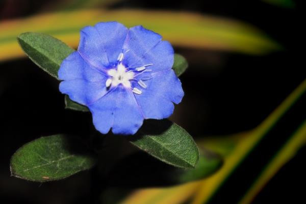 蓝星花怎么养，缺水的植株花朵凋谢一朵不剩