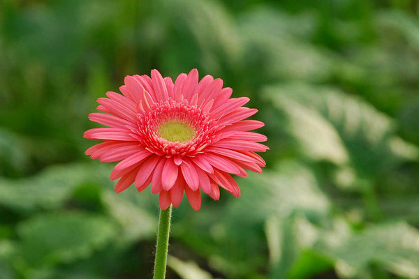 非洲菊为什么叫扶郎花，该怎样种植才好看