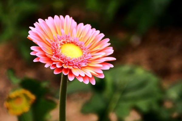 非洲菊为什么叫扶郎花，该怎样种植才好看