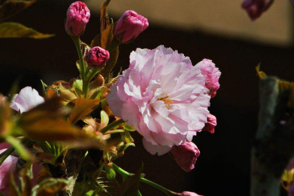 日本晚樱什么时候开花，花期在4-5月果期在6-7月