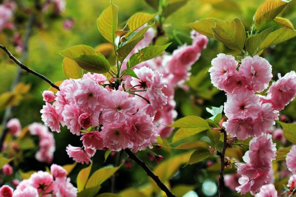 日本晚樱什么时候开花，花期在4-5月果期在6-7月