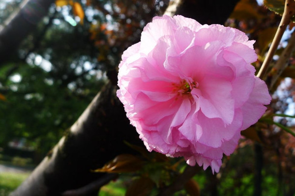 日本晚樱什么时候开花，花期在4-5月果期在6-7月