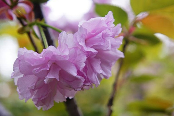 日本晚樱什么时候开花，花期在4-5月果期在6-7月