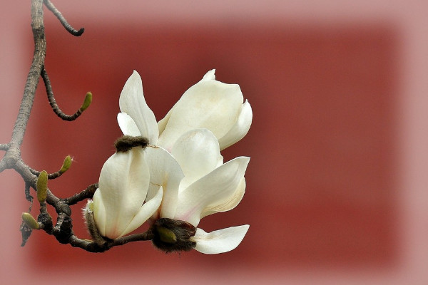 盆栽白玉兰怎么养，切忌土壤内积水腐烂根茎