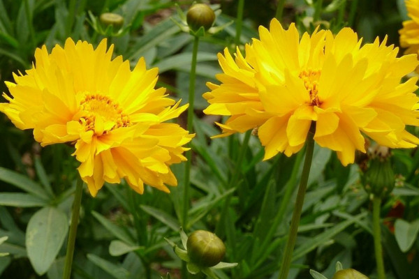 金鸡菊该怎么养，如何使开花更美