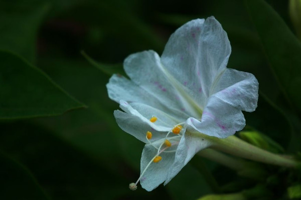 夜来香花怎么养，放在室内养会有毒吗