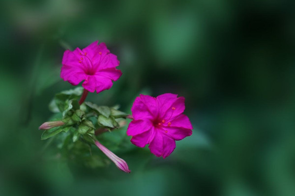 夜来香花怎么养，放在室内养会有毒吗