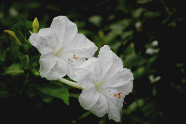 夜来香花怎么养，放在室内养会有毒吗