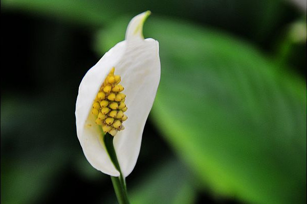 白鹤芋养殖方法及注意事项，生长期间要注意防虫害