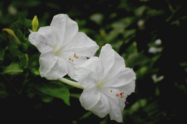 夜来香为什么晚上开花，养殖观赏能放卧室吗