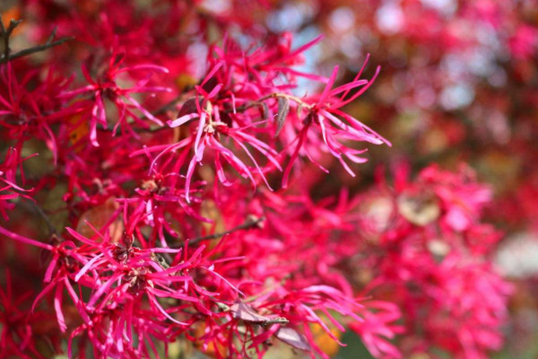 红花继木应该怎么养，不同季节浇水不同