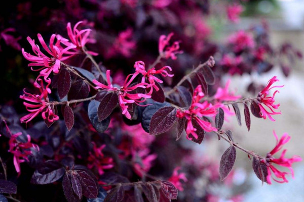 红花继木应该怎么养，不同季节浇水不同