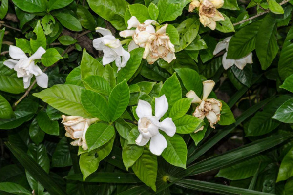 栀子花叶子干枯怎么办，针对不同原因及时护理