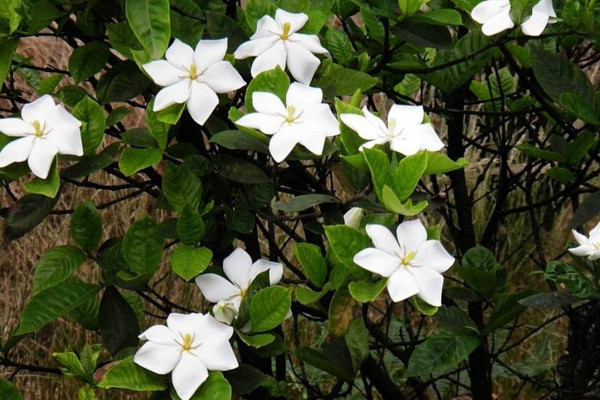 怎么养栀子花，夏天需注意增加空气湿度