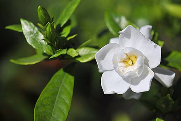 怎么养栀子花，夏天需注意增加空气湿度