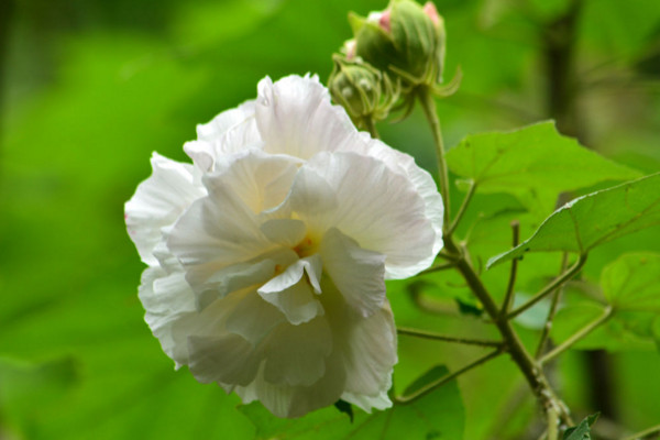 木芙蓉该如何养护，水量太少影响花期