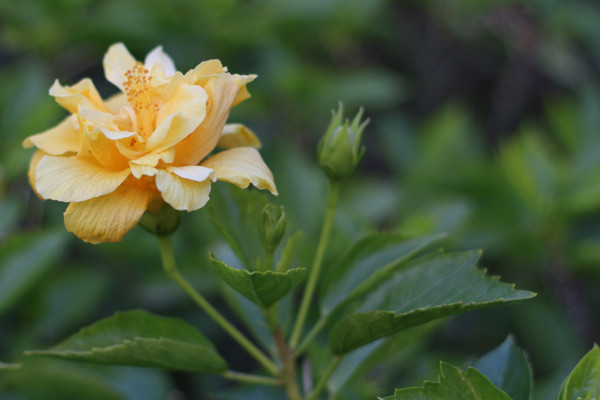 木芙蓉该如何养护，水量太少影响花期