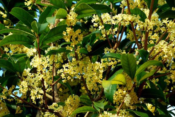 怎么养桂花树，花期浇水过多会导致落花