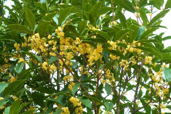 怎么养桂花树，花期浇水过多会导致落花