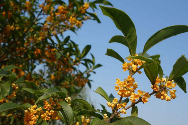 怎么养桂花树，花期浇水过多会导致落花