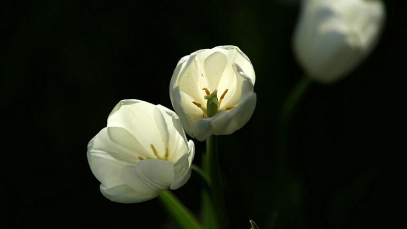 郁金香花语