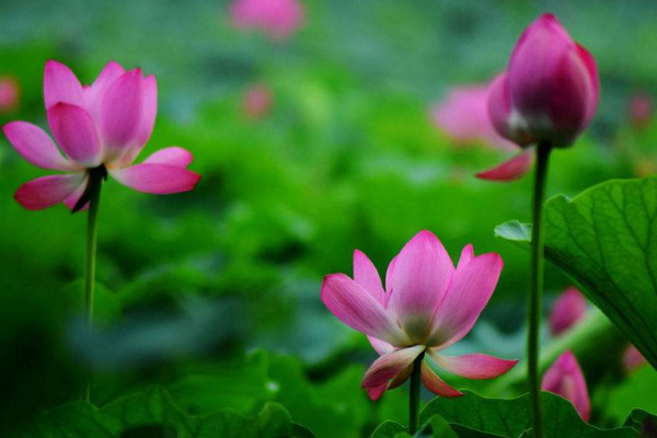 如何养荷花，生长期注意控制施肥量