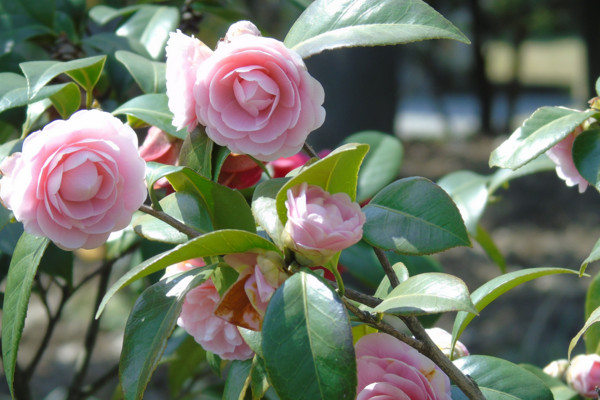 茶花如何养，要注意光照充足