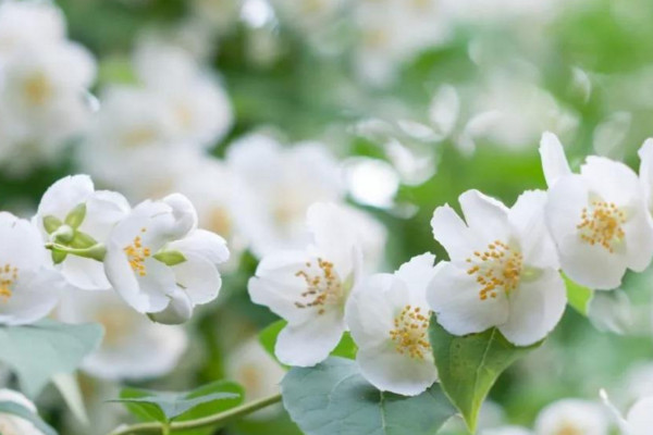 如何种植茉莉花，根系不发达挑选土壤需慎重