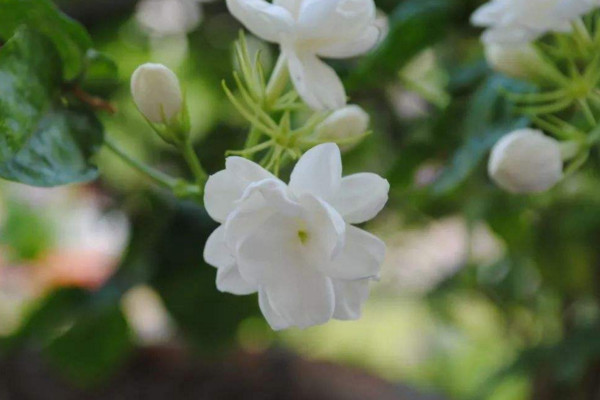 如何种植茉莉花，根系不发达挑选土壤需慎重