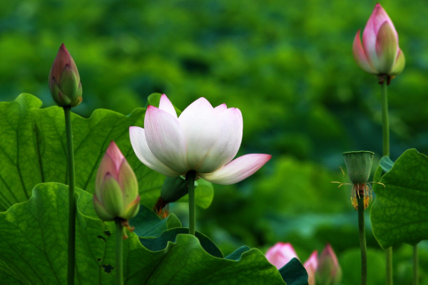 水芙蓉怎么养