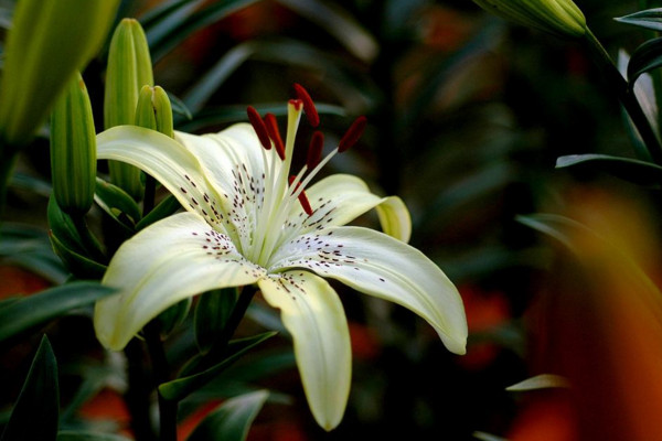 百合花花语