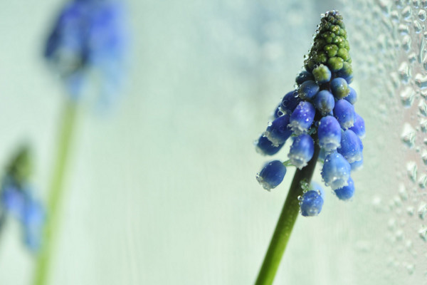 风信子花语