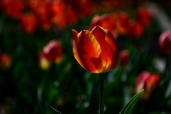 郁金香花语